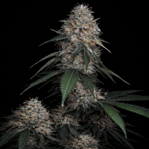 Banana Diesel (backcross)
