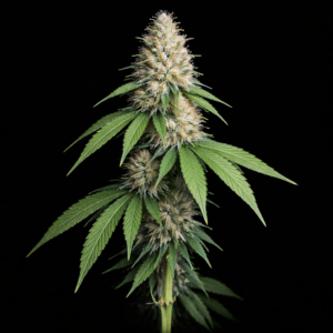 Lemon Banana Diesel